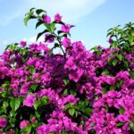 Buganvillea: la pianta rampicante che colora terrazzi e giardini