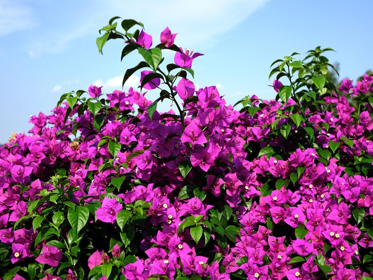 Buganvillea: la pianta rampicante che colora terrazzi e giardini