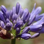 Scopri l’Agapanto: Un’orchidea da giardino facile da coltivare