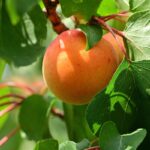 Albicocco comune: come coltivarlo con successo e ottenere frutti sani e gustosi