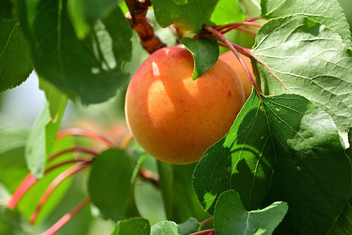 Albicocco comune: come coltivarlo con successo e ottenere frutti sani e gustosi