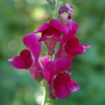 Bocca di Leone: la pianta colorata che incanta giardini e balconi