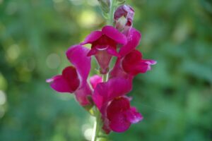Bocca di Leone: la pianta colorata che incanta giardini e balconi