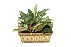 Dieffenbachia: la pianta d’appartamento decorativa e facile da coltivare