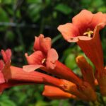 Bignonia: la pianta rampicante che colora il giardino con eleganza