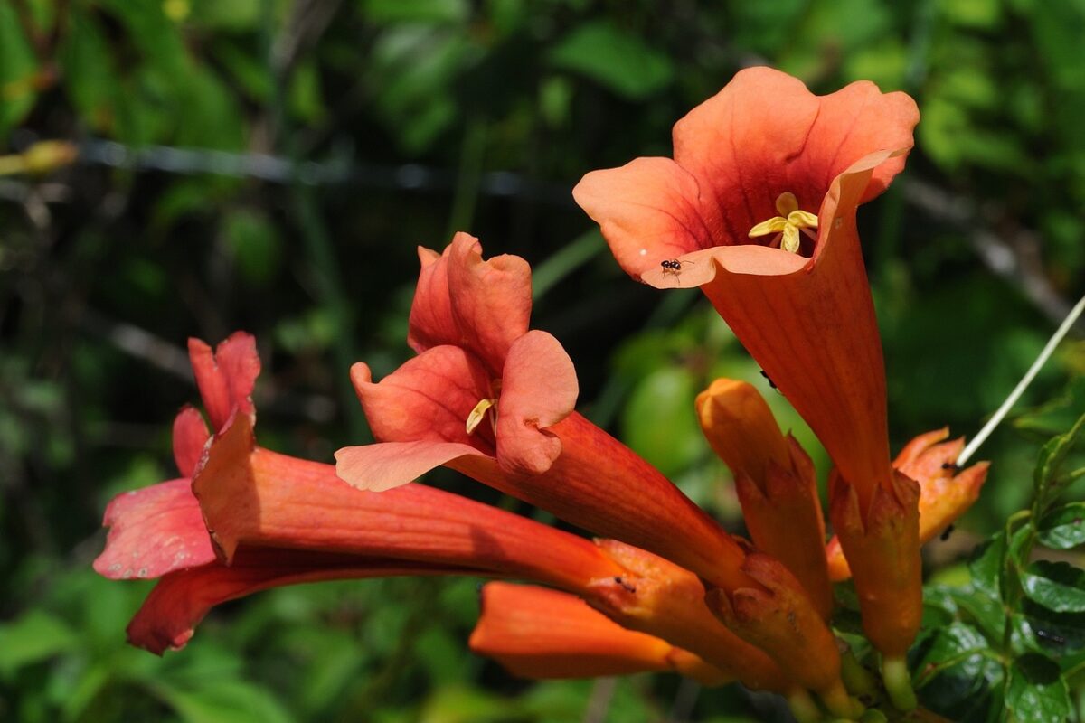 Bignonia: la pianta rampicante che colora il giardino con eleganza