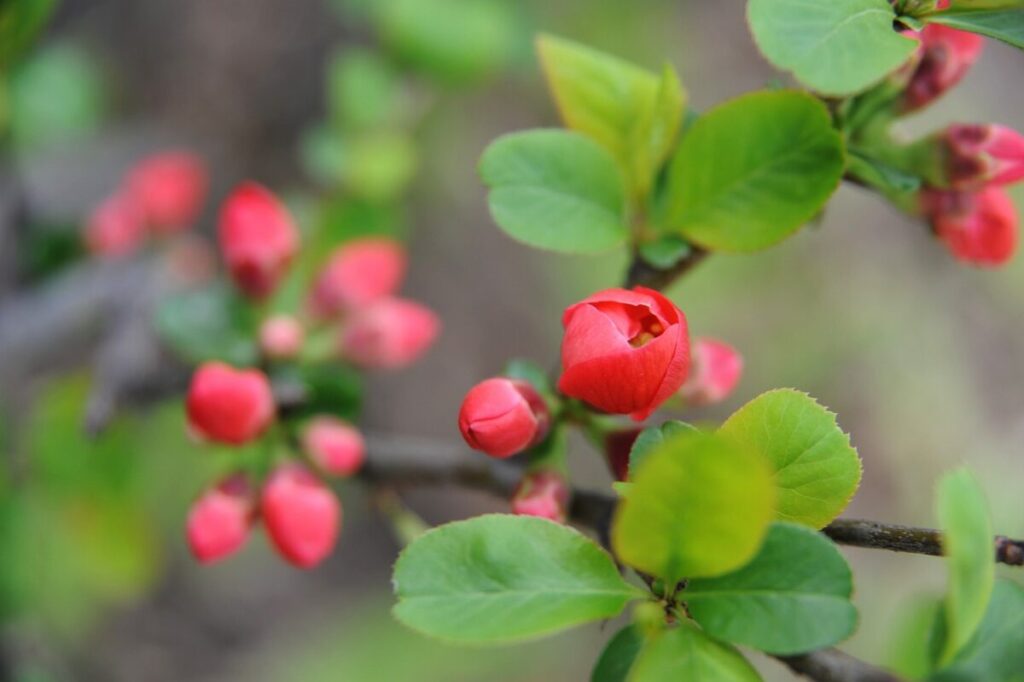 Begonietta: la pianta fiorita che colora balconi e giardini tutto l’anno Begonietta: la pianta fiorita che colora balconi e giardini tutto l’anno