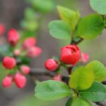 Begonietta: la pianta fiorita che colora balconi e giardini tutto l’anno