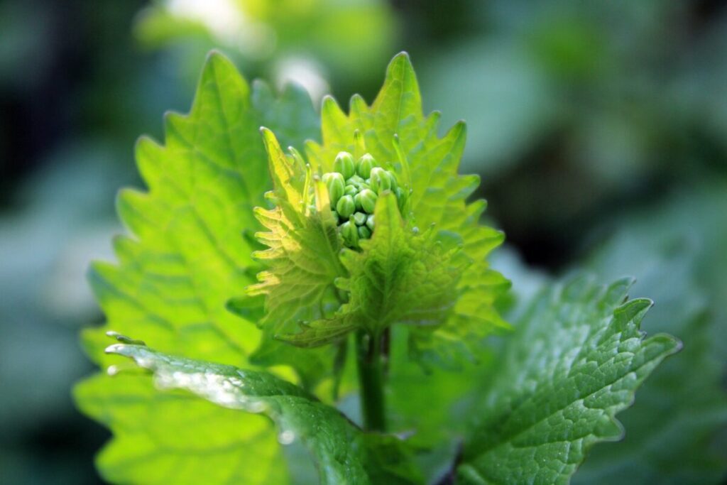 Alliaria comune: la pianta spontanea che profuma d’aglio e si coltiva con facilità Alliaria comune: la pianta spontanea che profuma d’aglio e si coltiva con facilità