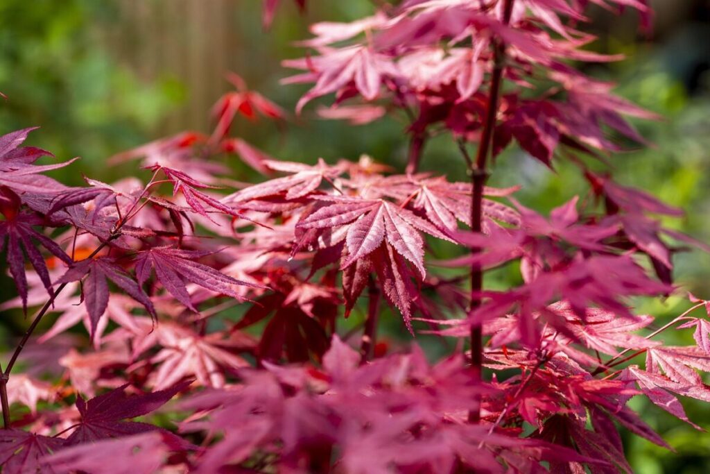 Acero Rosso: Guida Completa alla Coltivazione e Cura di Acer rubrum Acero Rosso: Guida Completa alla Coltivazione e Cura di Acer rubrum