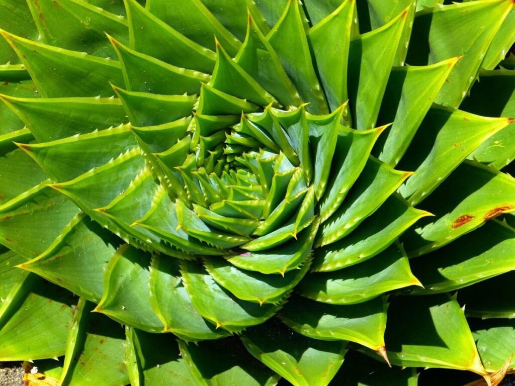 Aloe aristata: la succulenta ornamentale che conquista ogni casa