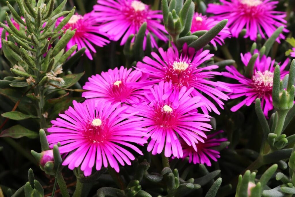 Aptenia cordifolia: la pianta tappezzante che ama il sole
