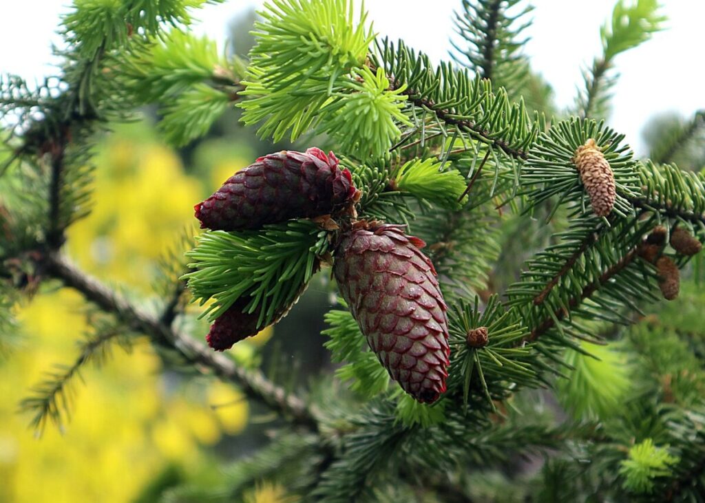 Abete del Canada: la conifera ornamentale che ama il freddo Abete del Canada: la conifera ornamentale che ama il freddo