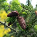 Abete del Canada: la conifera ornamentale che ama il freddo