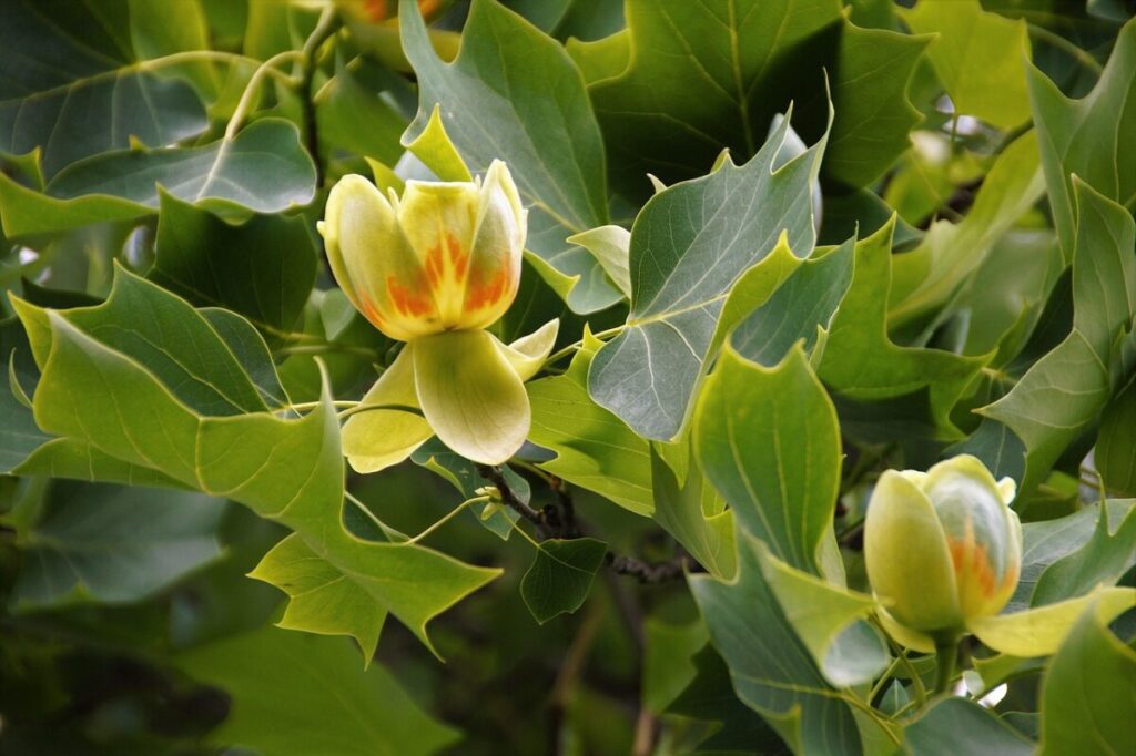 L’albero dei tulipani: eleganza e maestosità in giardino L’albero dei tulipani: eleganza e maestosità in giardino