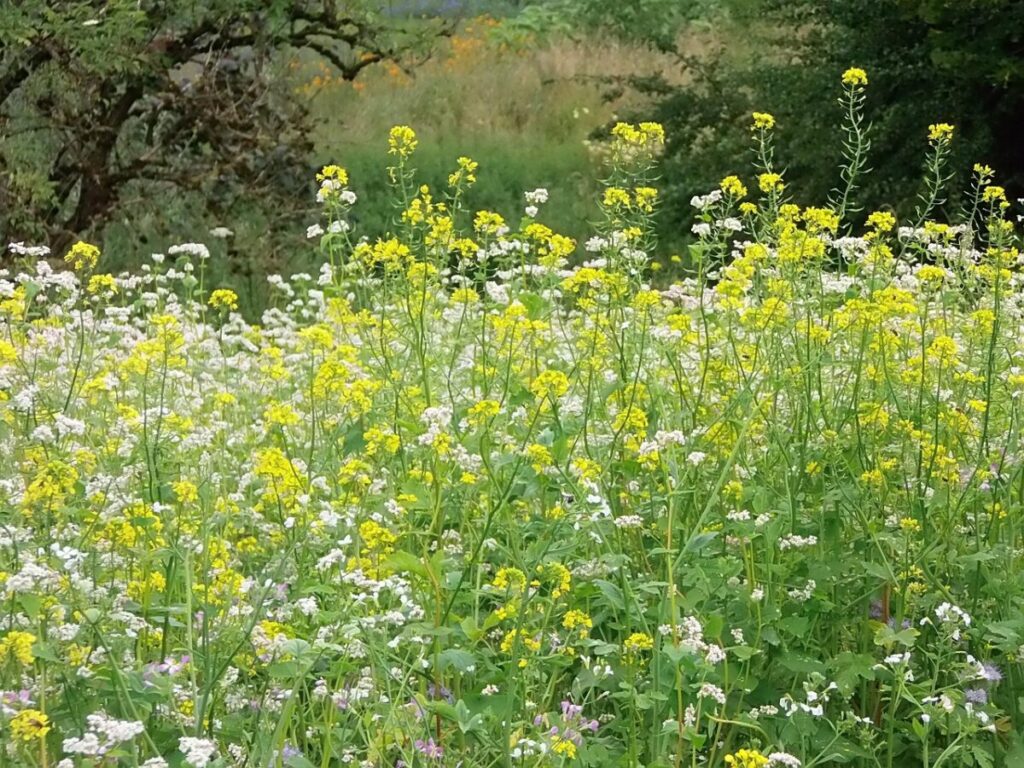 Scopri l’Artemisia Comune: Caratteristiche e Cura Scopri l’Artemisia Comune: Caratteristiche e Cura