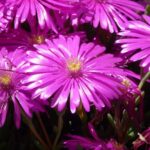 Aptenia cordifolia: la pianta tappezzante che ama il sole