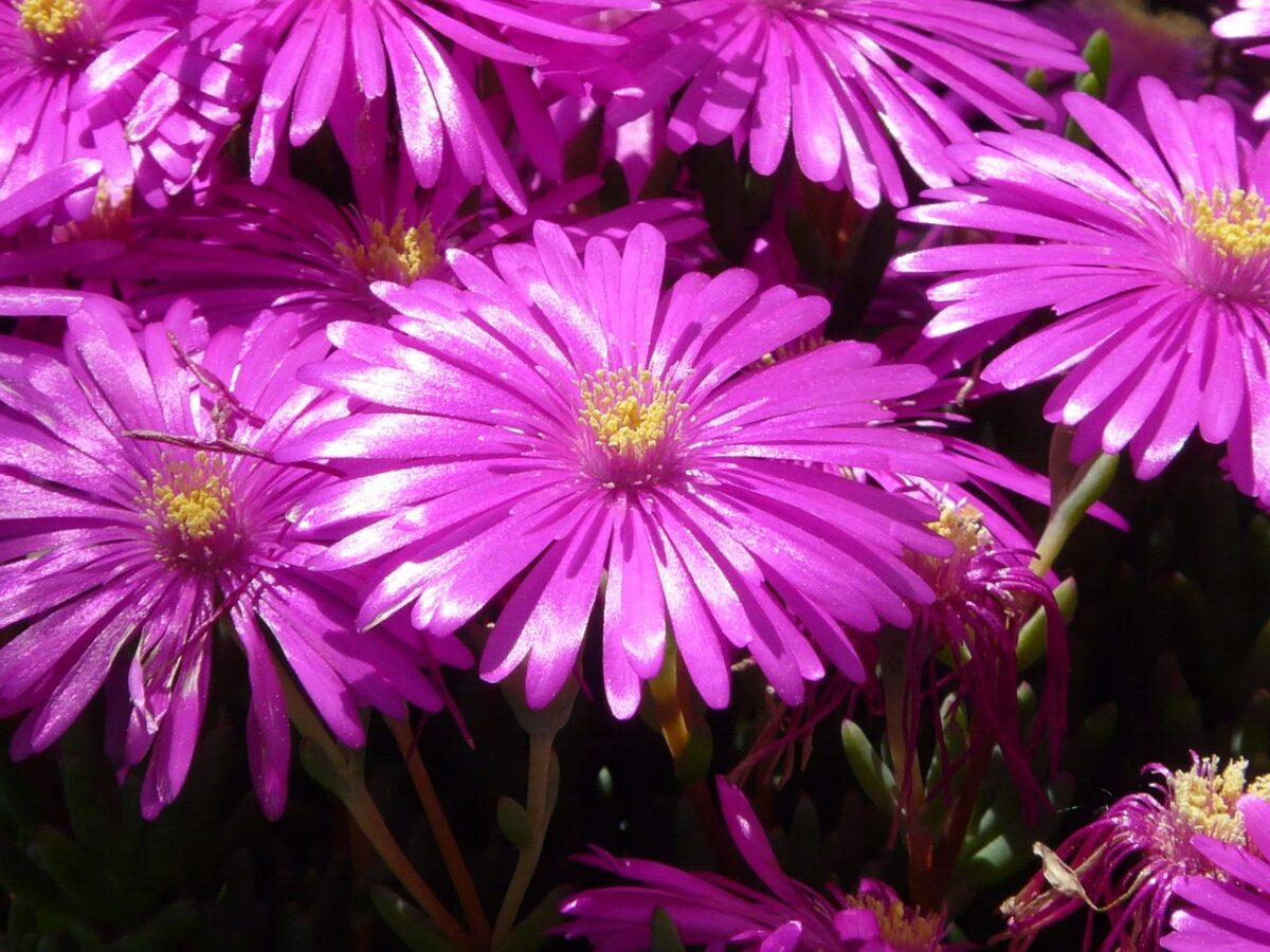 Aptenia cordifolia: la pianta tappezzante che ama il sole
