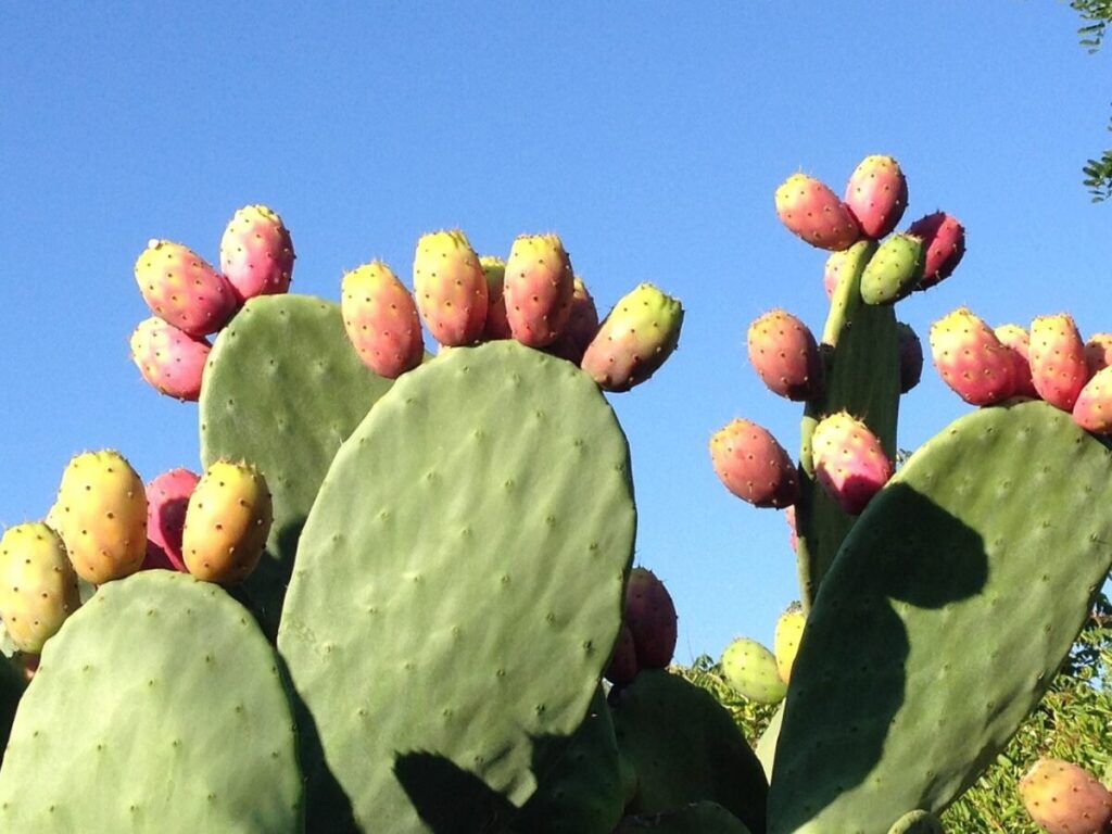 Il Fico d’India: guida completa alla coltivazione dell’Opuntia ficus-indica Il Fico d’India: guida completa alla coltivazione dell’Opuntia ficus-indica