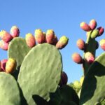 Il Fico d’India: guida completa alla coltivazione dell’Opuntia ficus-indica
