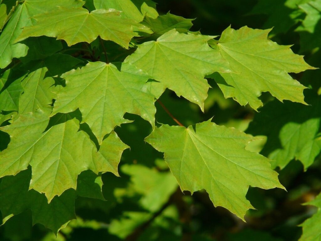 Scopri l’Acero Riccio: Bellezza e Facilità di Coltivazione nel Tuo Giardino Scopri l’Acero Riccio: Bellezza e Facilità di Coltivazione nel Tuo Giardino