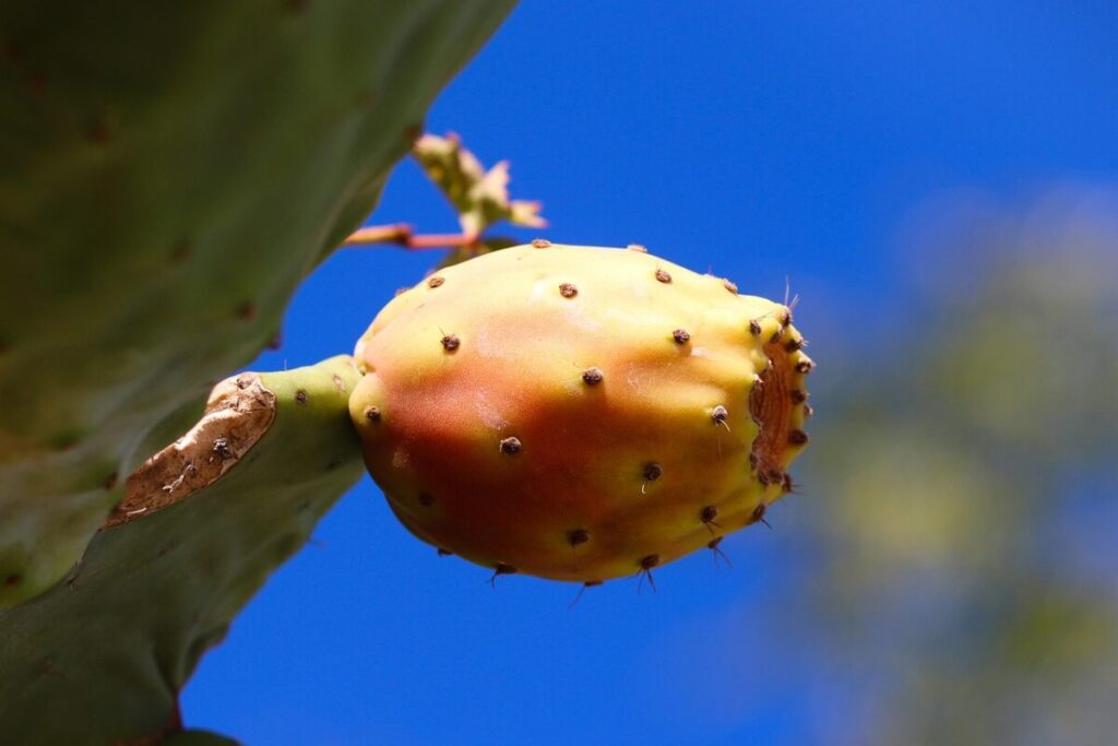 Il Fico d’India: guida completa alla coltivazione dell’Opuntia ficus-indica Il Fico d’India: guida completa alla coltivazione dell’Opuntia ficus-indica