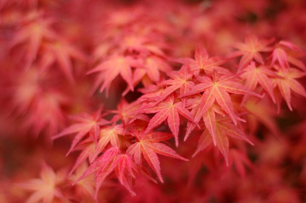 Acero Rosso: Guida Completa alla Coltivazione e Cura di Acer rubrum Acero Rosso: Guida Completa alla Coltivazione e Cura di Acer rubrum