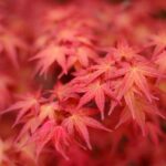 Acero Rosso: Guida Completa alla Coltivazione e Cura di Acer rubrum