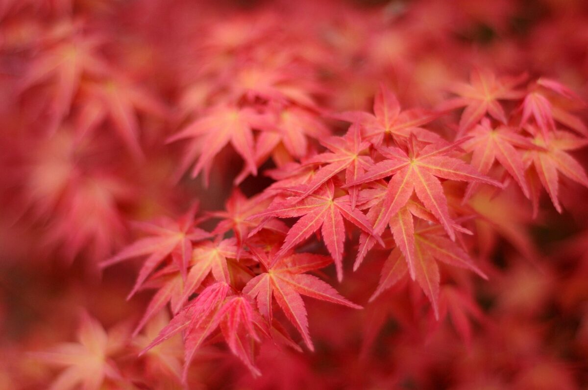 Acero Rosso: Guida Completa alla Coltivazione e Cura di Acer rubrum