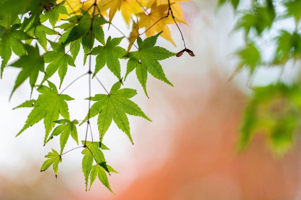Acero americano: come coltivare e prendersi cura dell’Acer negundo Acero americano: come coltivare e prendersi cura dell’Acer negundo