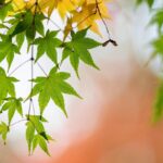 Acero americano: come coltivare e prendersi cura dell’Acer negundo