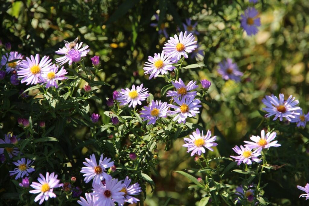 Astro americano: la perenne dai fiori vivaci che colora il giardino in autunno