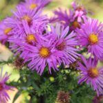 Astro americano: la perenne dai fiori vivaci che colora il giardino in autunno