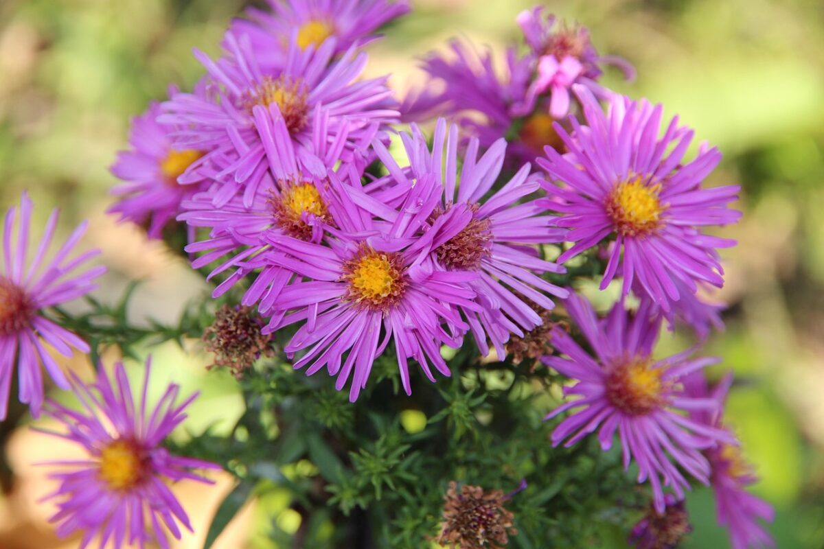 Astro americano: la perenne dai fiori vivaci che colora il giardino in autunno