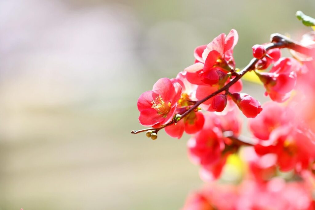 Azalea: un’esplosione di colori per giardini e terrazzi Azalea: un’esplosione di colori per giardini e terrazzi