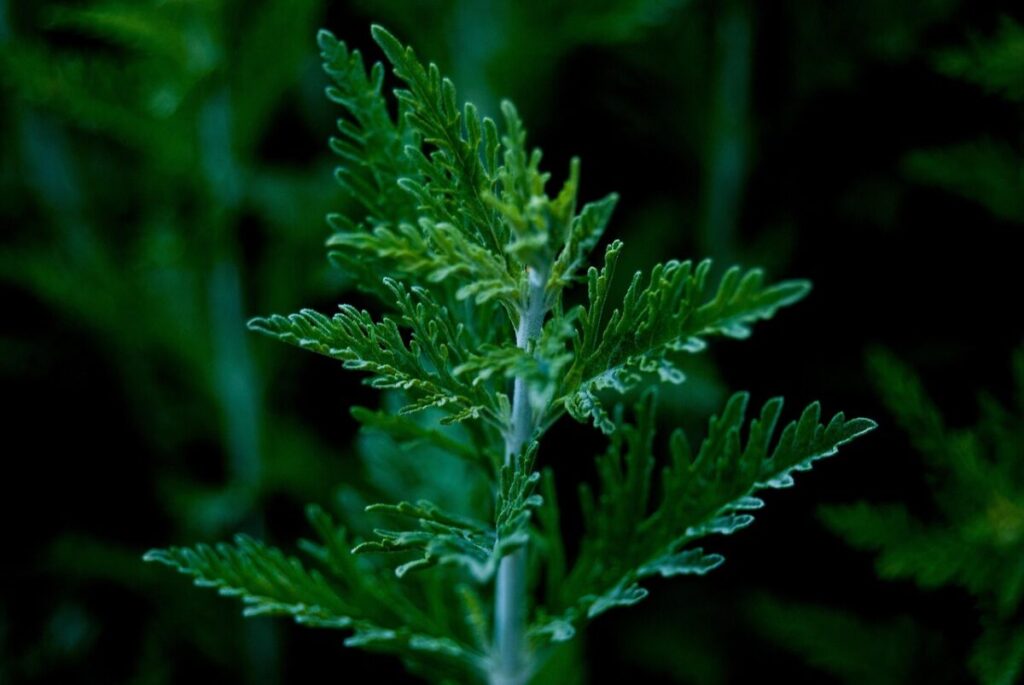 Scopri l’Artemisia Comune: Caratteristiche e Cura Scopri l’Artemisia Comune: Caratteristiche e Cura