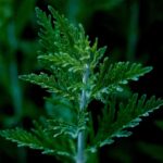 Scopri l’Artemisia Comune: Caratteristiche e Cura