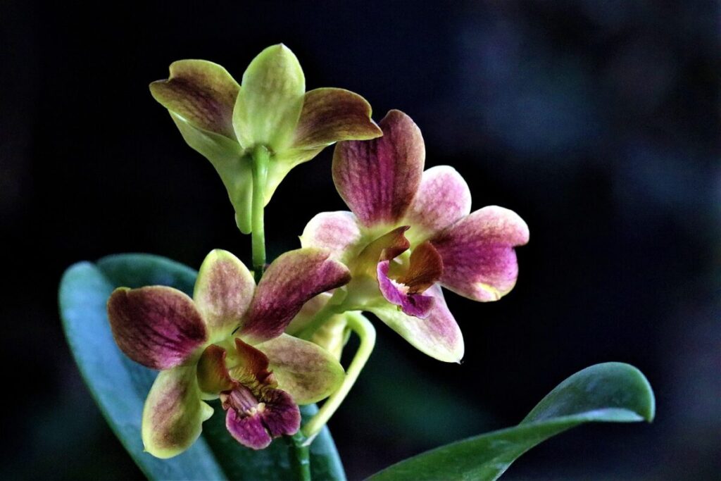 Orchidea bamboo: la guida completa per coltivare il Dendrobium nobile Orchidea bamboo: la guida completa per coltivare il Dendrobium nobile