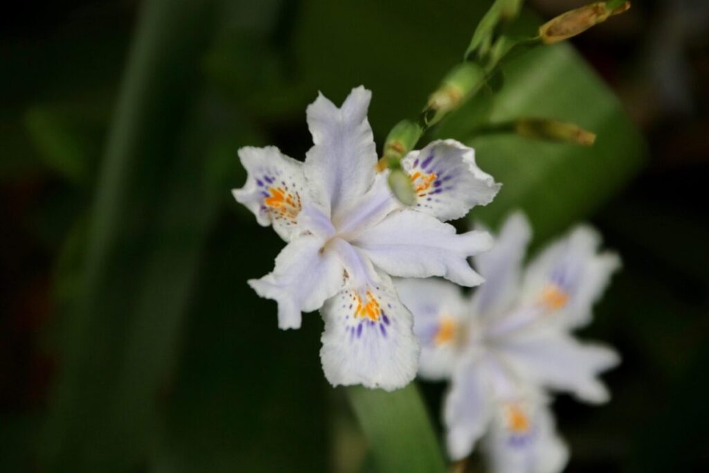 Andromeda giapponese: la pianta ornamentale che colora il giardino tutto l’anno Andromeda giapponese: la pianta ornamentale che colora il giardino tutto l’anno