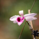 Orchidea bamboo: la guida completa per coltivare il Dendrobium nobile