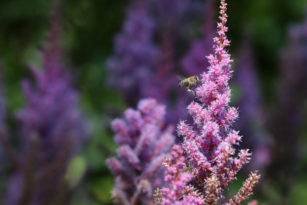Astilbe giapponese: il tocco elegante e fiorito per le zone d’ombra del giardino Astilbe giapponese: il tocco elegante e fiorito per le zone d’ombra del giardino