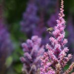 Astilbe giapponese: il tocco elegante e fiorito per le zone d’ombra del giardino