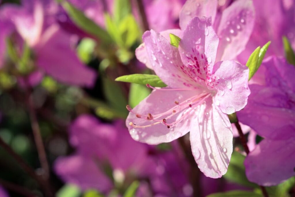 Azalea: un’esplosione di colori per giardini e terrazzi Azalea: un’esplosione di colori per giardini e terrazzi