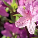 Azalea: un’esplosione di colori per giardini e terrazzi
