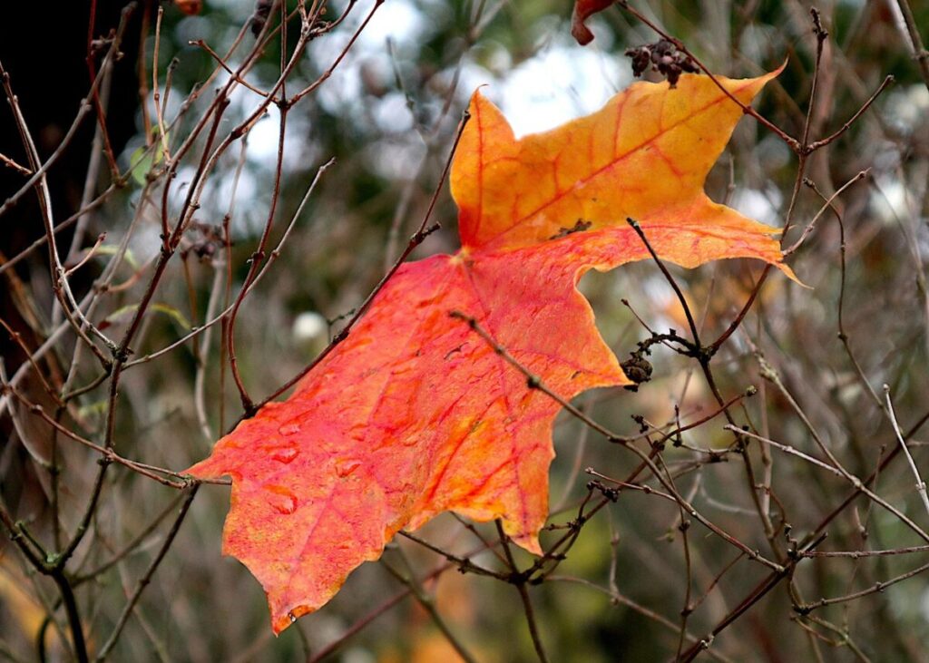 Scopri l’Acero Saccarino: Cura e Coltivazione di un Albero Prelibato Scopri l’Acero Saccarino: Cura e Coltivazione di un Albero Prelibato