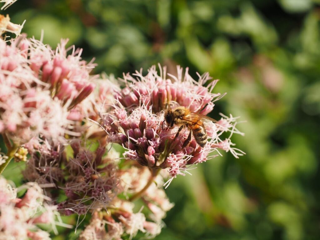 Borracina maggiore: la pianta rustica e decorativa che ama il sole