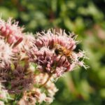 Borracina maggiore: la pianta rustica e decorativa che ama il sole