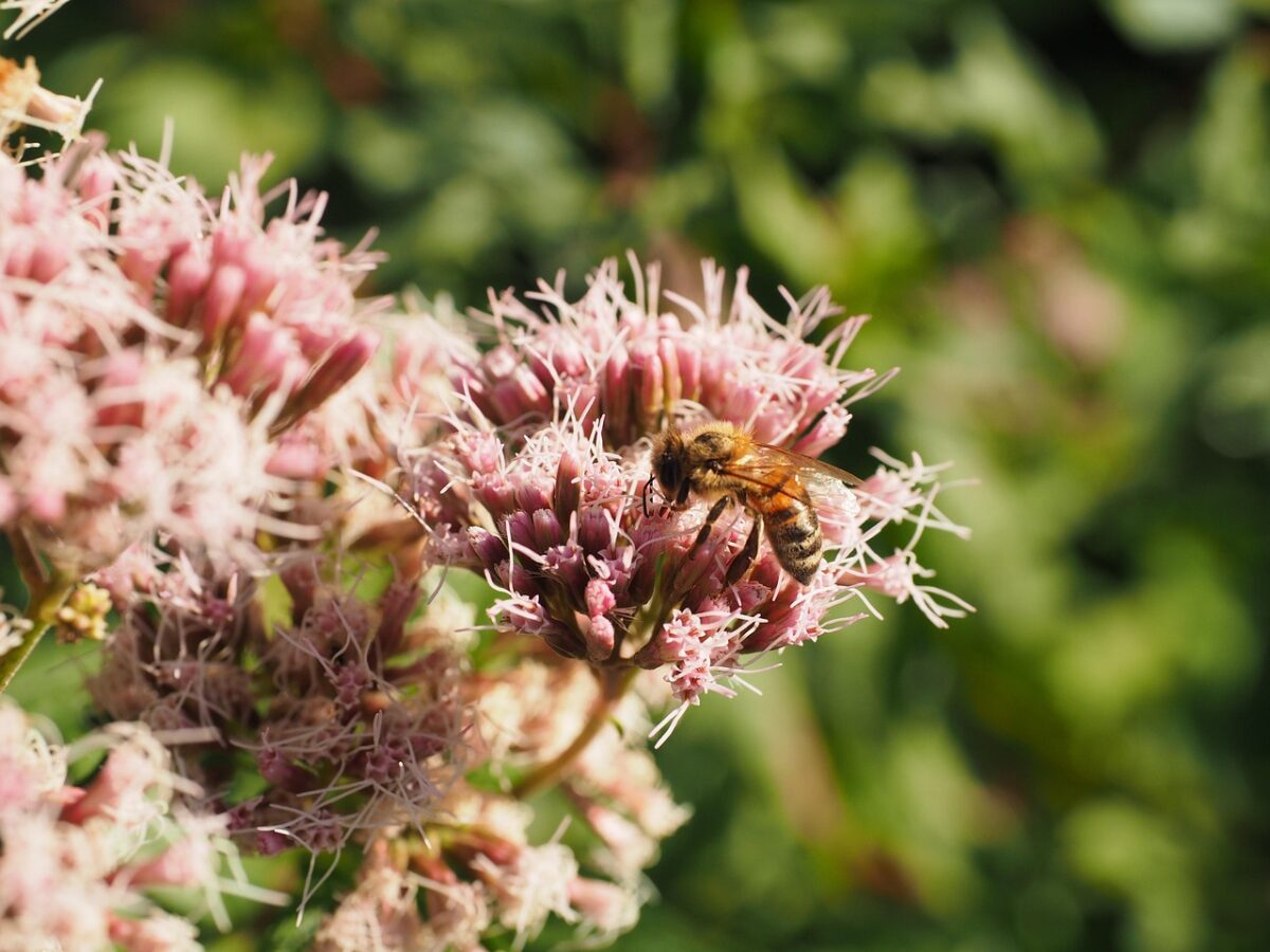 Borracina maggiore: la pianta rustica e decorativa che ama il sole