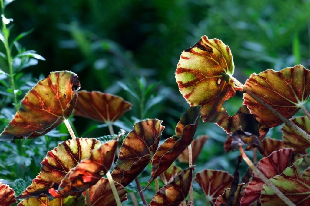 Begonia rex: la pianta decorativa che colora ogni angolo di casa