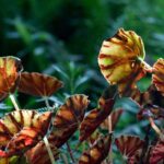 Begonia rex: la pianta decorativa che colora ogni angolo di casa